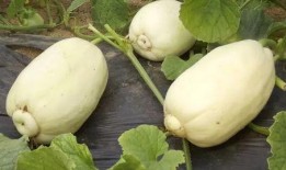 潍坊爆料视频吃瓜