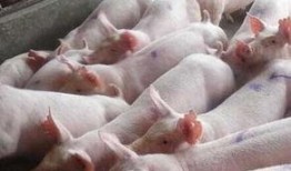 猪灌泥浆爆料方法视频,视频深度解析